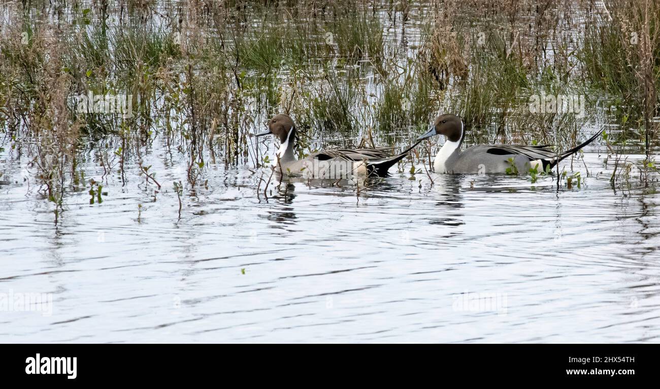 Due Northern Male Pintail Ducks (Anas acuta) nuotare al Mattamuskeet Wildlife Refuge North Carolina Foto Stock