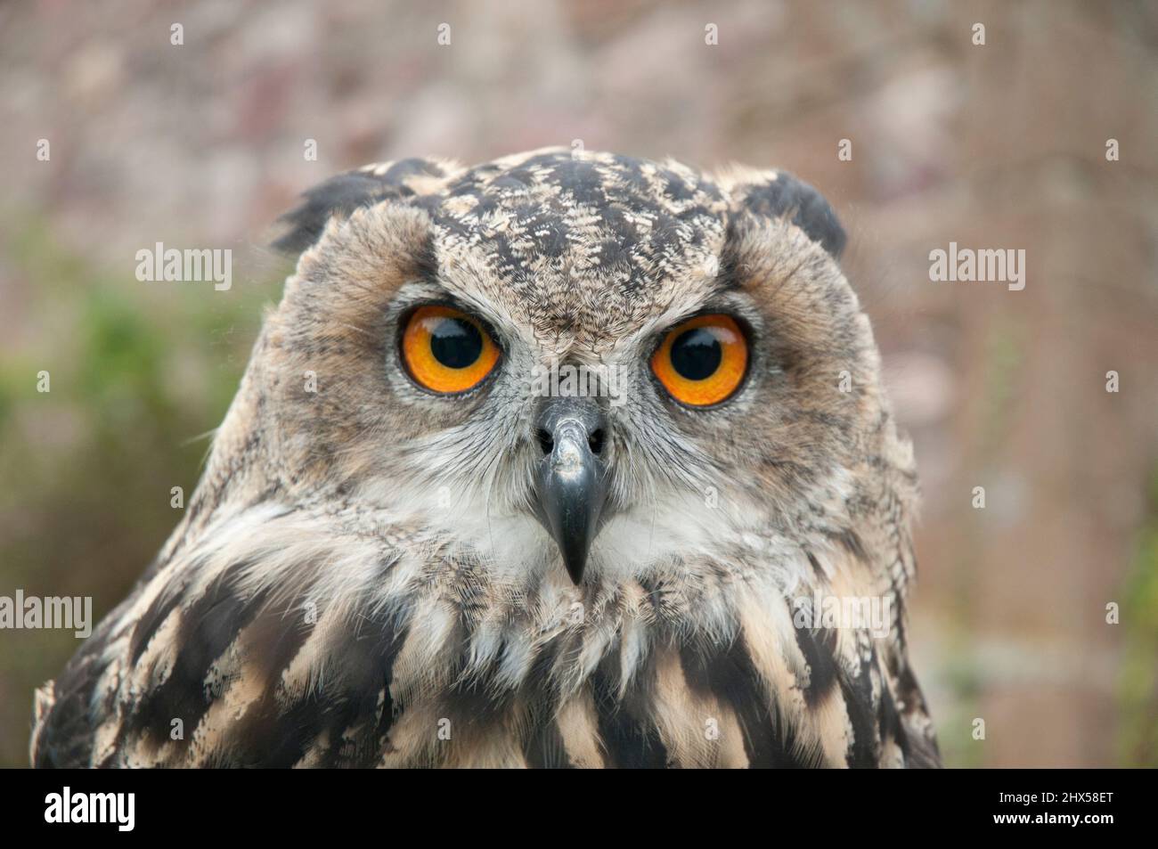 Gran Bretagna, Inghilterra, Lake District, Muncaster Castle, World Owl Center, Eurasian Eagle-Owl (Bubo bubo) Foto Stock