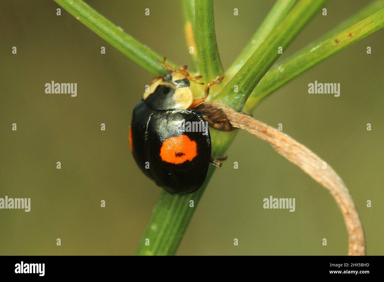 Harlequin dama scarabeo (Harmonia axyridis) adulti e larvale ninfa Foto Stock