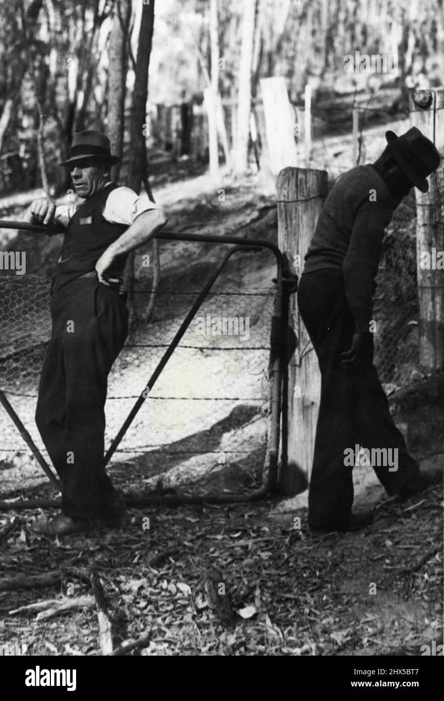 Blacktracker on the Job -- il Blacktracker della polizia (a destra) cerca le tracce di Leslie Gardiner, l'ultimo dei sette uomini che sono scoppiati di Beechworth Reformatory presto il lunedì per essere in grande. Gardiner è stato cacciato in aspro paese a sud di Mansfield. Sulla sinistra c'è Sgt. Hogarth, che ha accompagnato il tracker a piedi per molte miglia del paese selvaggio nella valle del fiume Howqua. Marzo 19, 1945. Foto Stock