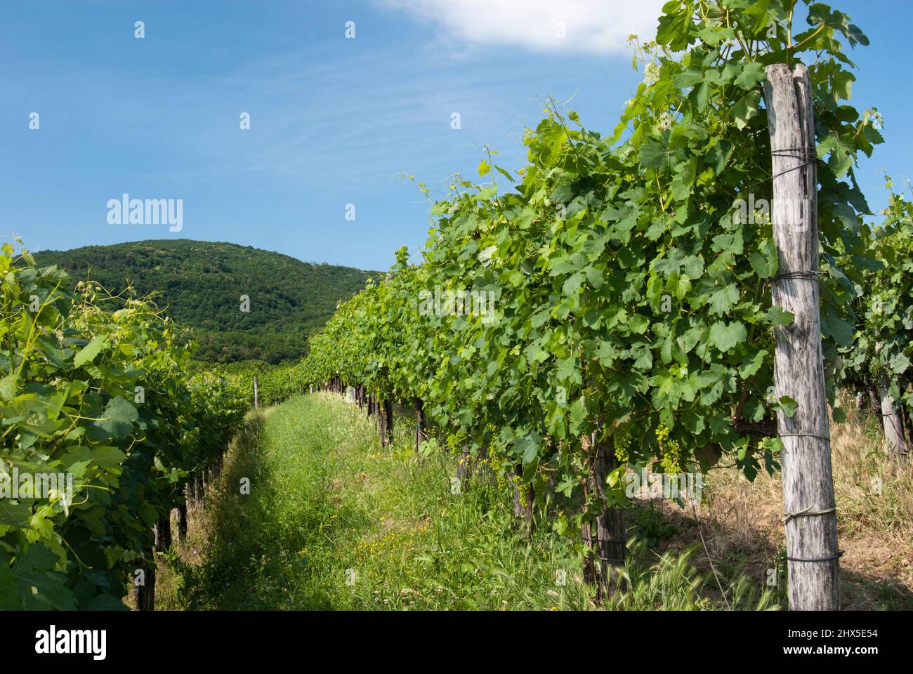 Slovenia, regione litoranea, Valle di Vipava, vigneti a Mance Foto Stock