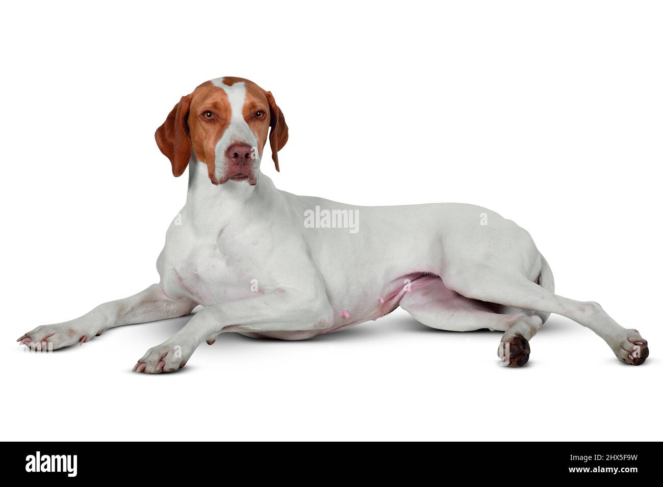 Braque Saint-Germain (cane di puntamento di Saint-Germain) Foto Stock