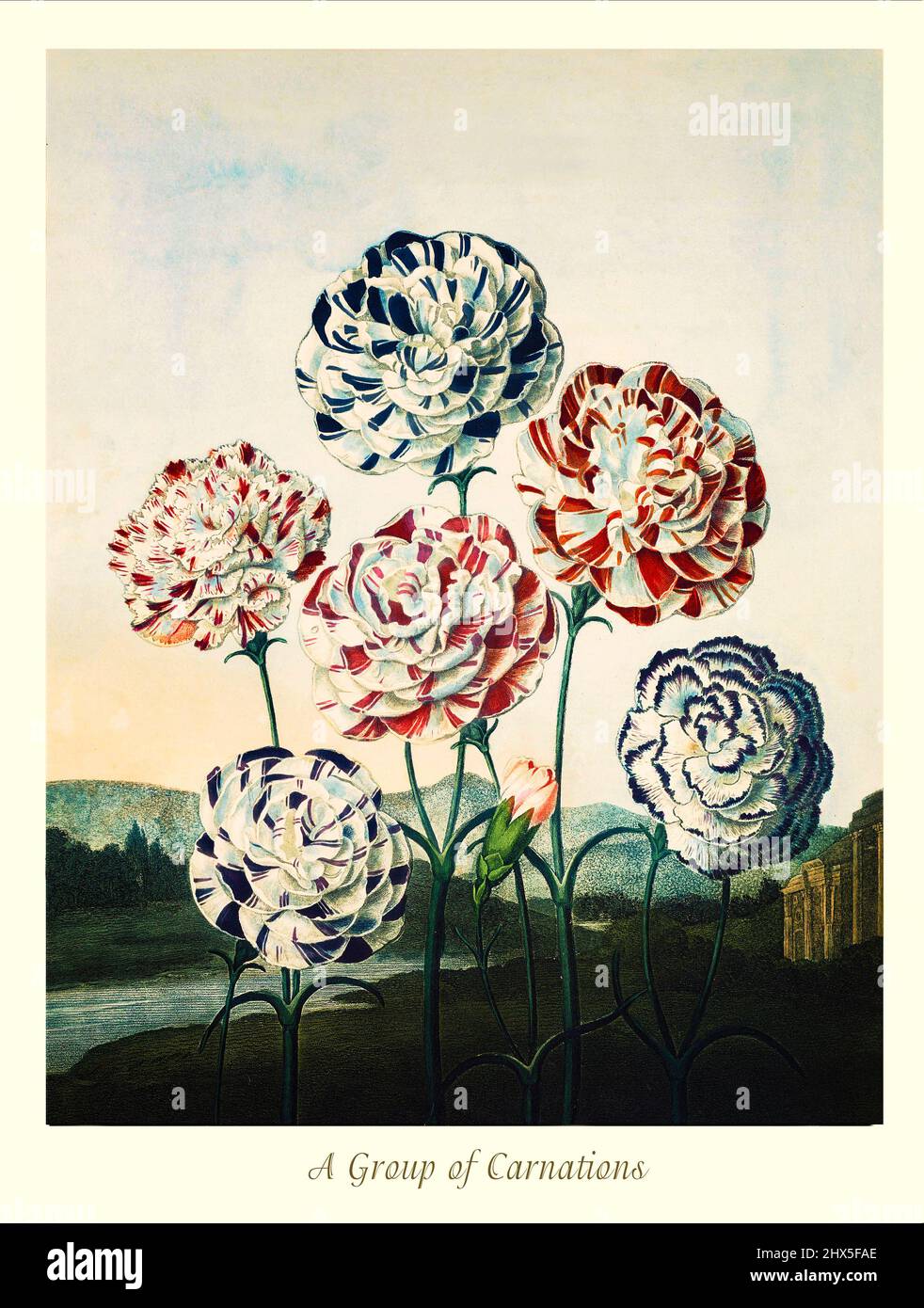Una rappresentazione dei garofani del primo 19th secolo nel genere Dianthus e Caryophyllaceae della famiglia. Le piante erbacee del garofano aka rosa, autoctone dell'area mediterranea, sono ampiamente coltivate per i suoi fiori con petali di frangia, che spesso hanno una fragranza speziata, e sono ampiamente utilizzate nell'industria floreale. Questa opera di Robert John Thornton 'il Tempio della Flora' nel 1807, è stata stampata, per l'editore, da T. Bensley, Londra, Inghilterra. Foto Stock