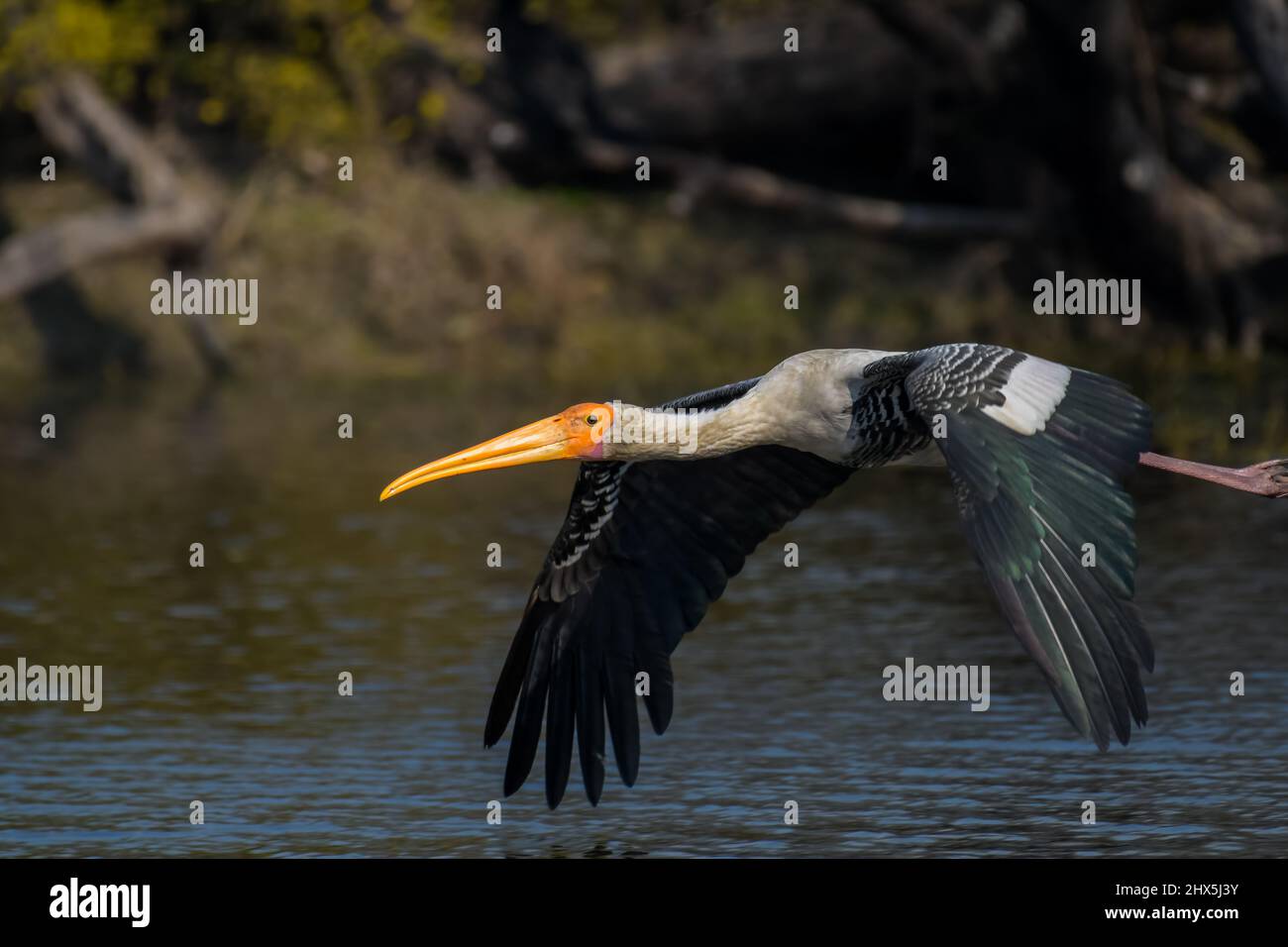 Cicogna dipinta indiana o Mycteria leucocephala nel parco nazionale di Keoladeo anche noto come Bharatpur uccello santuario nel Rajasthan Foto Stock