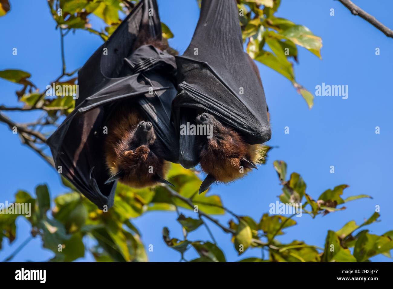 Volata indiana (Pteropus medius) conosciuta anche come la pipistrello di frutta indiana più grande appeso nel santuario di uccelli Bharatpur Rajasthan Foto Stock