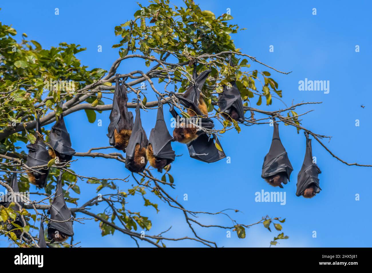 Volata indiana (Pteropus medius) conosciuta anche come la pipistrello di frutta indiana più grande appeso nel santuario di uccelli Bharatpur Rajasthan Foto Stock