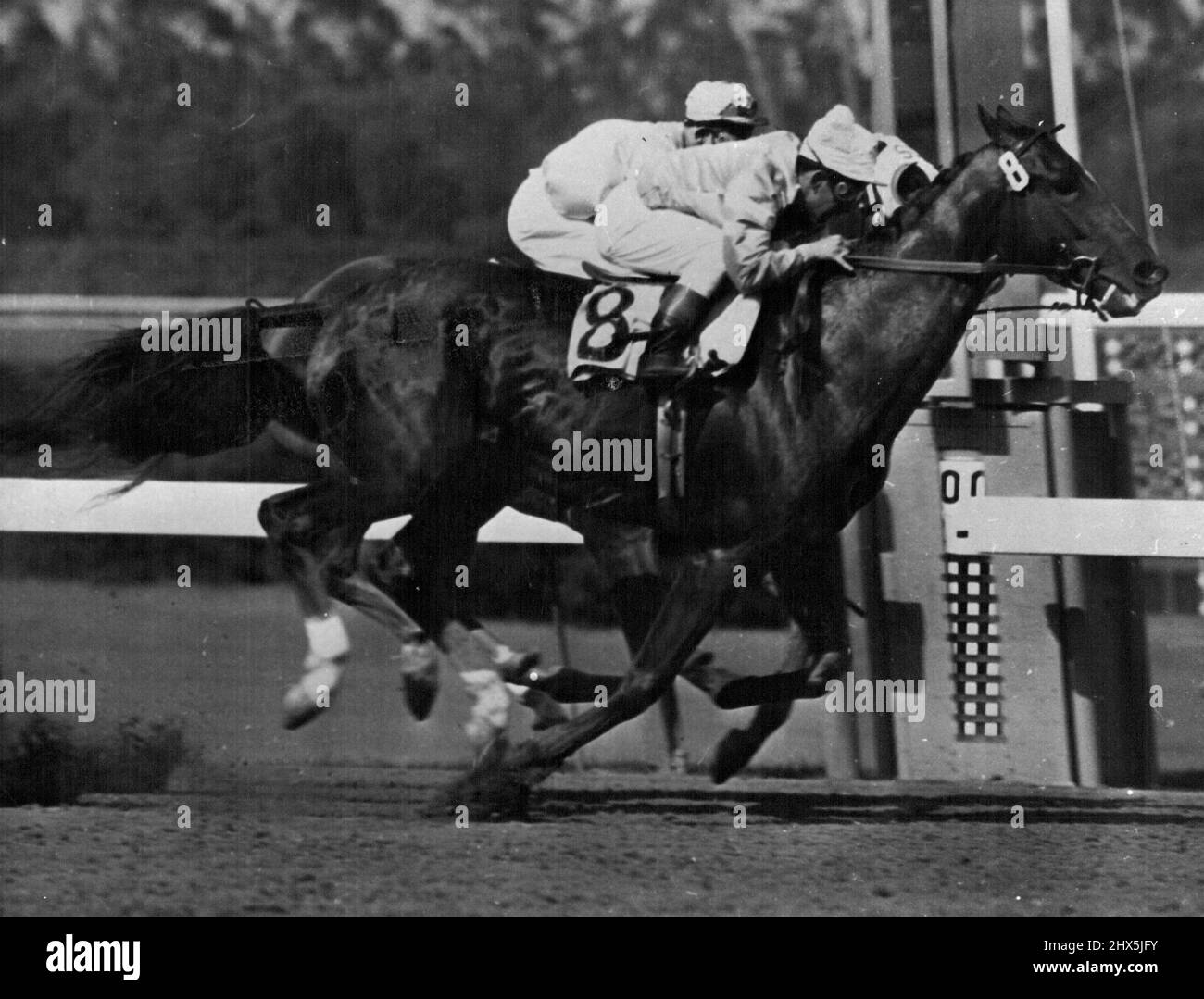Willie Shoemaker 's comodo' come il suo cavallo pokes la sua testa di fronte a destra sulla linea. Febbraio 11, 1954. (Foto di Look Magazine). Foto Stock