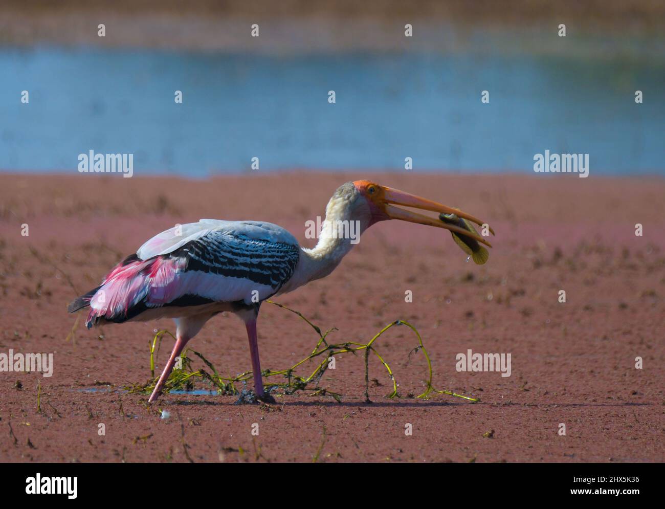 Painted stork bird Mycteria leucocephala alimentazione o mangiare un pesce in Bharatpur uccello santuario Foto Stock