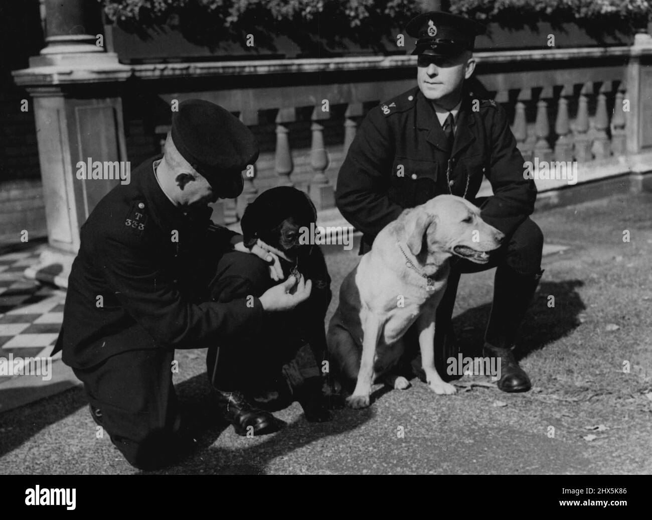 Blaze è ora Un Sergente -- per fare 100 arresti, il cane di polizia ben (a sinistra) è stato presentato al giorno con la medaglia Centurion del randello di Tail Waggers. Ben è visto con il suo gestore P.C. Herbert Shelton. Il suo compagno Blaze ha visto con P.C. John Blatch, è stato promosso sergente. Settembre 28, 1951. (Foto per foto del contratto della posta giornaliera). Foto Stock