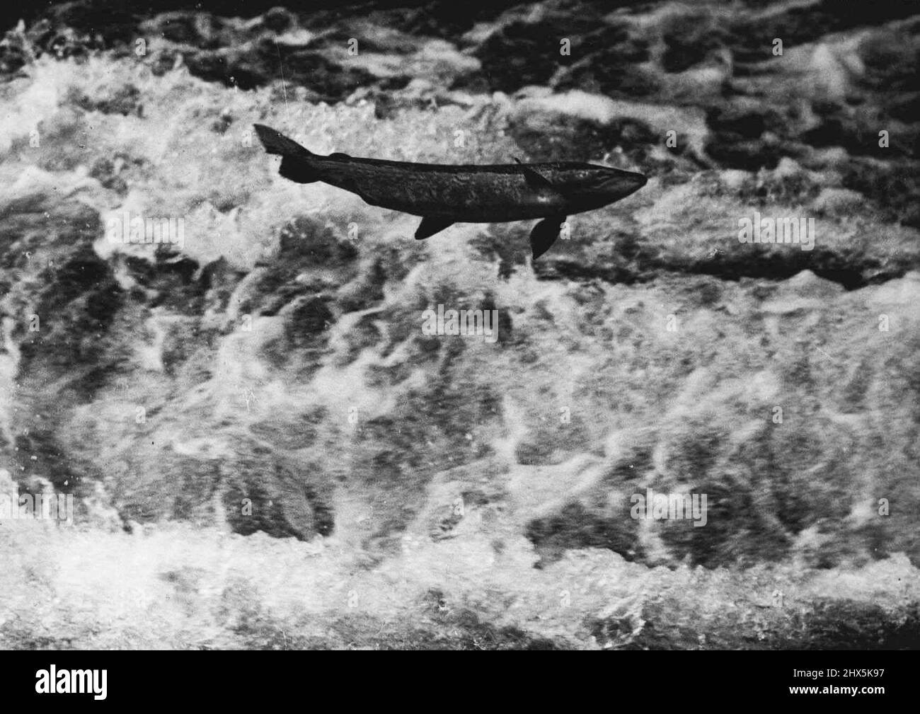 Salmoni salmoni salmoni nel fiume Hampshire sulla strada per Breeding Grounds: Un salmone catturato dalla macchina fotografica mentre colava attraverso le acque schiumose per liberare uno stramazzo vicino a Romsey, Hampshire, durante la migrazione annuale fino alla prova di fiume ai terreni di allevamento. Il muratore allo strame è stato imbottito in modo speciale con il saccheggio per prevenire il danno alle centinaia di pesci che si fermano oltre l'ostacolo. Novembre 04, 1937. (Foto di Kosmos Press Bureau (Aust.)). Foto Stock