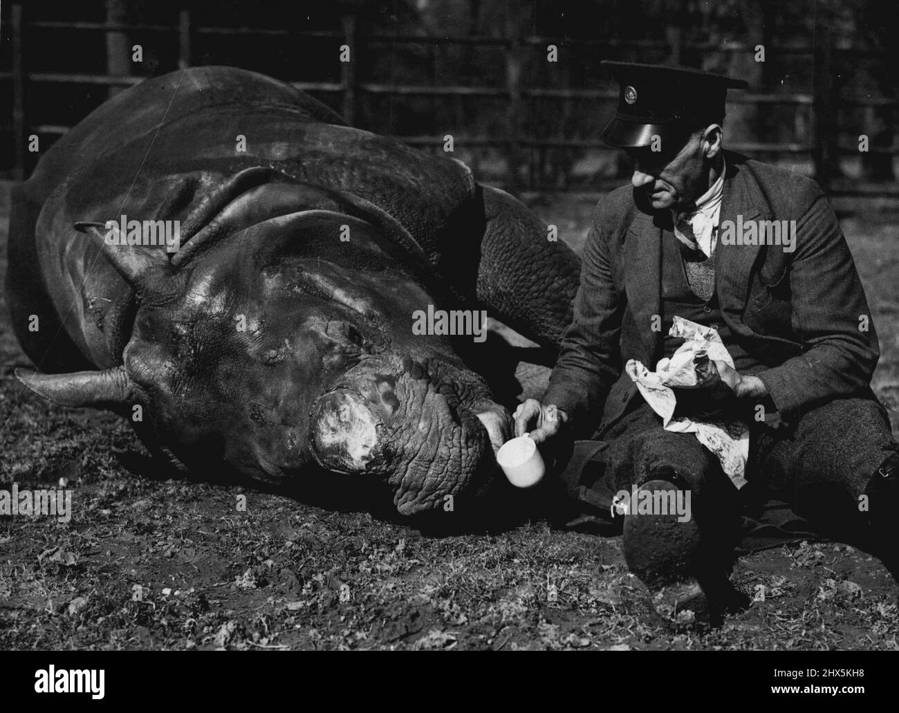Il clima primaverile lo fa scendere davvero - Mahon, rinoceronte di sei anni allo Zoo di Whipsnade, non era un po' soddisfatto del cambiamento improvviso del tempo. 'Ha voglia di offrirmi una tazza di tè il giorno più caldo di quest'anno, 'dice al custode Albert Rogers. "Non mi raffredderà mai. Quello che voglio è una bella piscina fangosa, fino alle mie auto, con un sacco di gnat che ronziano intorno. Allora potrei avere uno snooze realmente accogliente. "È stato il giorno più caldo dall'ottobre 25 dell'anno scorso. La temperatura a Londra era di 64 gradi all'ombra. Così stanco! Anche l'offerta di una tazza di tè dal custode non è riuscito a indurre Mahon. Sei-anno- Foto Stock