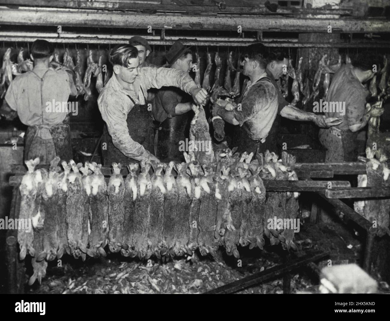 Con incredibile rapidità i pelatori 'pelare' conigli dopo che la testa e le gambe sono state rimosse. I trimmer puliscono le carcasse mentre passano sul nastro in movimento. Settembre 27, 1947. Foto Stock