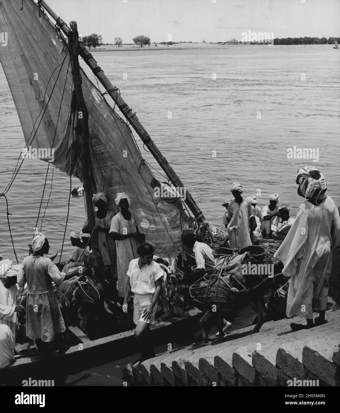 Il Sudan anglo-egiziano -- ci sono pochi ponti attraverso il Nilo ed il traffico nativo molto va via traghetto. Gli asini che trasportano la procedura locale al mercato sono passeggeri frequenti. Dicembre 2, 1953. (Foto di George Rodger, Camera Press). Foto Stock