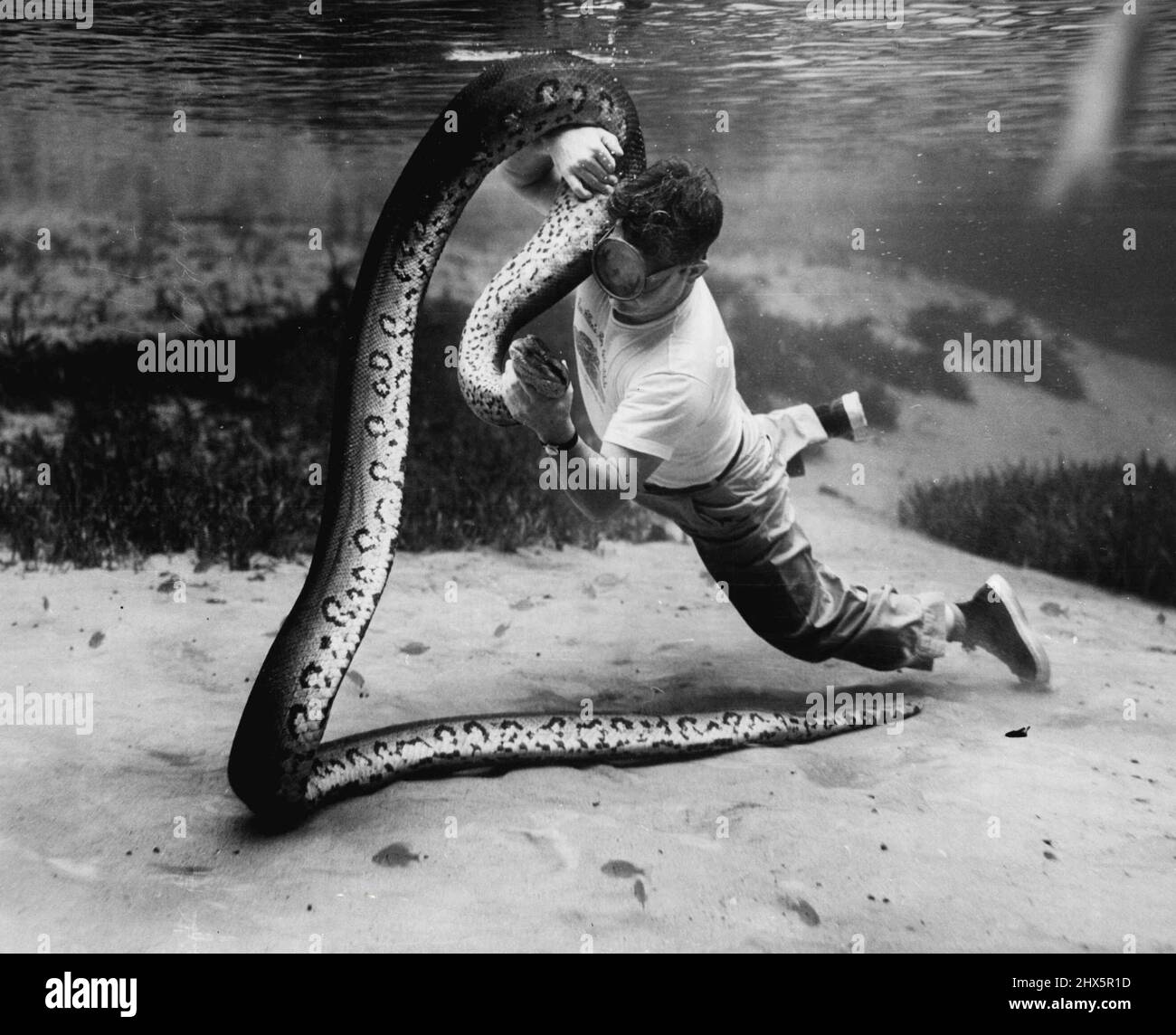 Anacondas (serpenti) - serpenti - animali. Maggio 23, 1955. (Foto di Mozert, Florida Silver Springs). Foto Stock