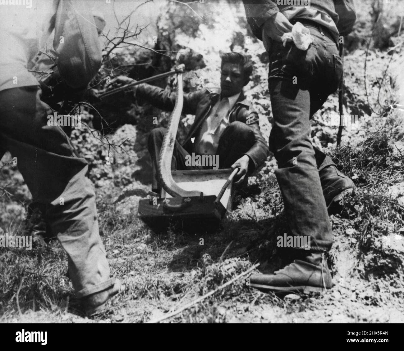 Suicidio serpente -- i quattro e mezzo - il rattlesnake del piede non ha significato iniettarsi con il relativo proprio veleno. Catturato vivo, insieme ad altri 500 durante il viaggio annuale di Okeene, fu costretto a entrare nella valigia (mostrata qui). Durante la lotta, ha trafitto il suo corpo con uno dei suoi fangs. Il sangue della ferita si manifesta sulla parte spessa del corpo del Rattler. L'ora dopo che questa immagine è stata fatta, è morto - una vittima del relativo proprio veleno. Aprile 15, 1947. (Foto di Wide World Photos). Foto Stock