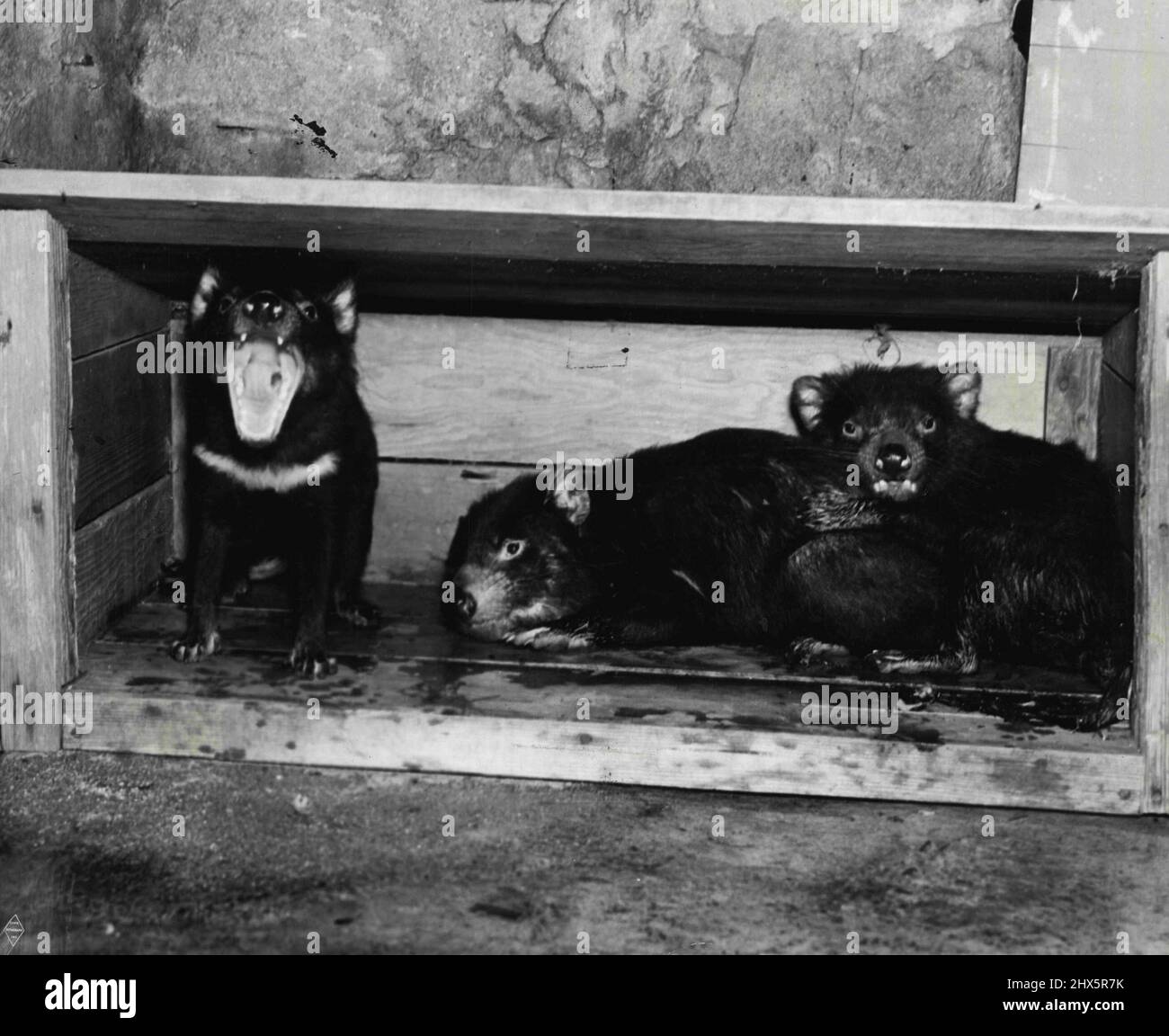I tre diavoli della Tasmania, detti essere gli animali più feroci vivi e che sono stati presentati dai governi della Tasmania e dell'Australia a Rosemary, Priscilla e Lola Lane, Warner Bros. Stars, ora sono di proprietà dello Zoo di Los Angeles. In occasione di cerimonie presiedute da George Fitzpatrick, magistrato onorario della Tasmania, venuto in questo paese per la presentazione, gli animali sono stati ufficialmente dati alle Lane Sisters che a loro volta li hanno presentati allo Zoo per l'onorevole Fletcher Bowron, sindaco della città di Los Angeles. Gli animali sono attualmente in mostra allo Zoo e alle ragazze Foto Stock