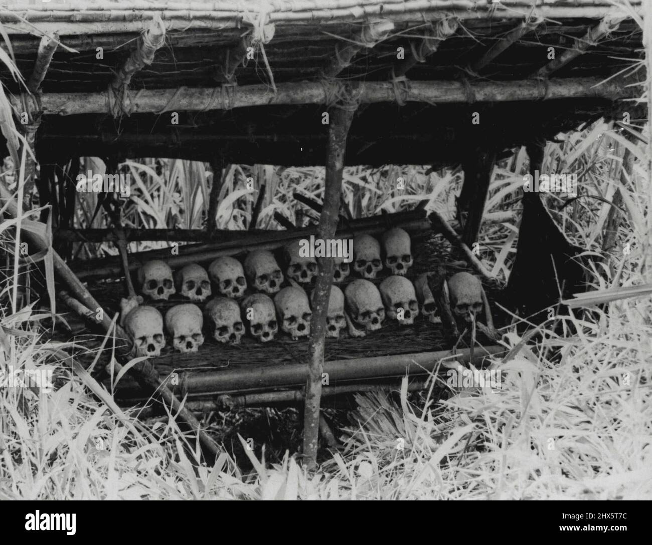 Tipico Skull rack nel villaggio WAPI -- tra le tribù WAPI della Guinea N. Centrale è la pratica di preservare i teschi dei loro morti. La mandibola inferiore viene solitamente rimossa dal cranio e indossata come una corazza da uno dei parenti dell'uomo morto. Agosto 23, 1955. (Foto di London News Agency Photos Ltd.). Foto Stock