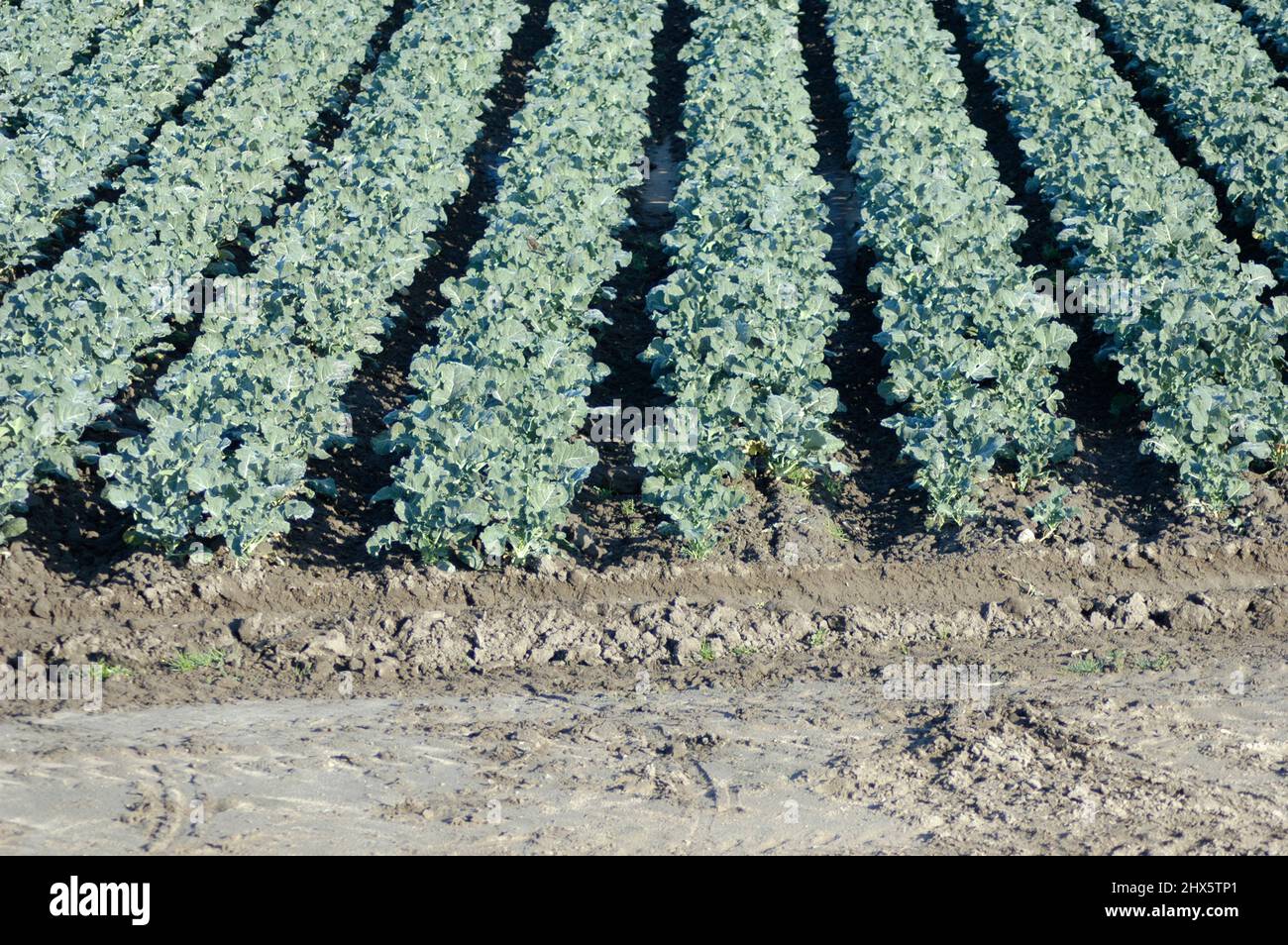 Acqua di irrigazione di teste a spruzzo in AZ broccoli campi di fattoria privata con il Fiume Colorado acqua Foto Stock