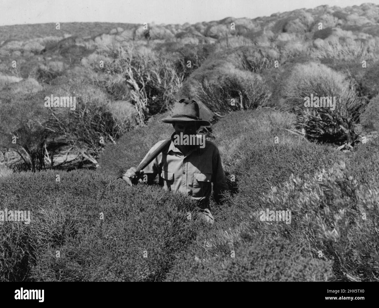 Membro spedizione Phillip Playford pala a spalla, ricerca in ruvido ti-tree scrub paese a circa un miglio interno dal relitto. Aprile 04, 1955. Foto Stock