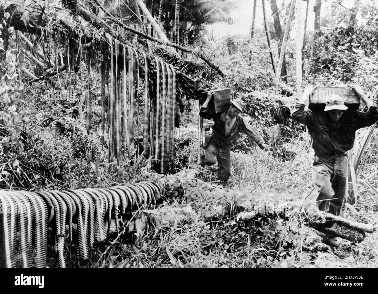 Le cinghie di munizioni appendono dagli alberi tropicali mentre i soldati americani trasportano i casi delle cartucce fino alle linee anteriori in -Nuova Guinea per l'offensiva che ha strappato l'area di Buna 4 dai giapponesi. Febbraio 28, 1943. (Foto di U.S. Office of War Information Picture). Foto Stock