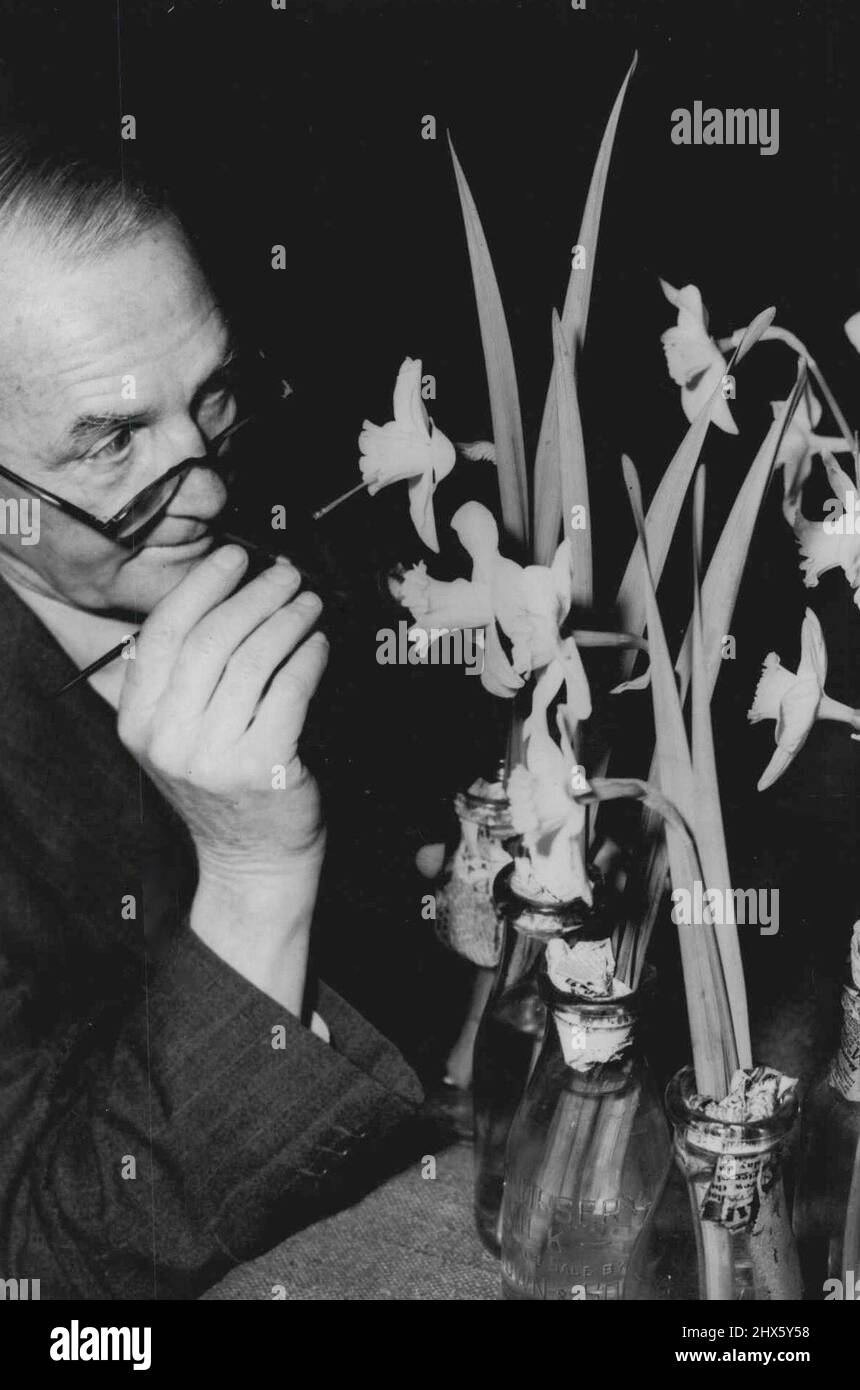 Daffodil esperto. Tocco artistico per scegliere i fiori è aggiunto oggi da MR. J. M. Main, di Rosebud. Stava preparando le iscrizioni al Daffodil Show della Royal Horticultural Society. Settembre 03, 1948. Foto Stock
