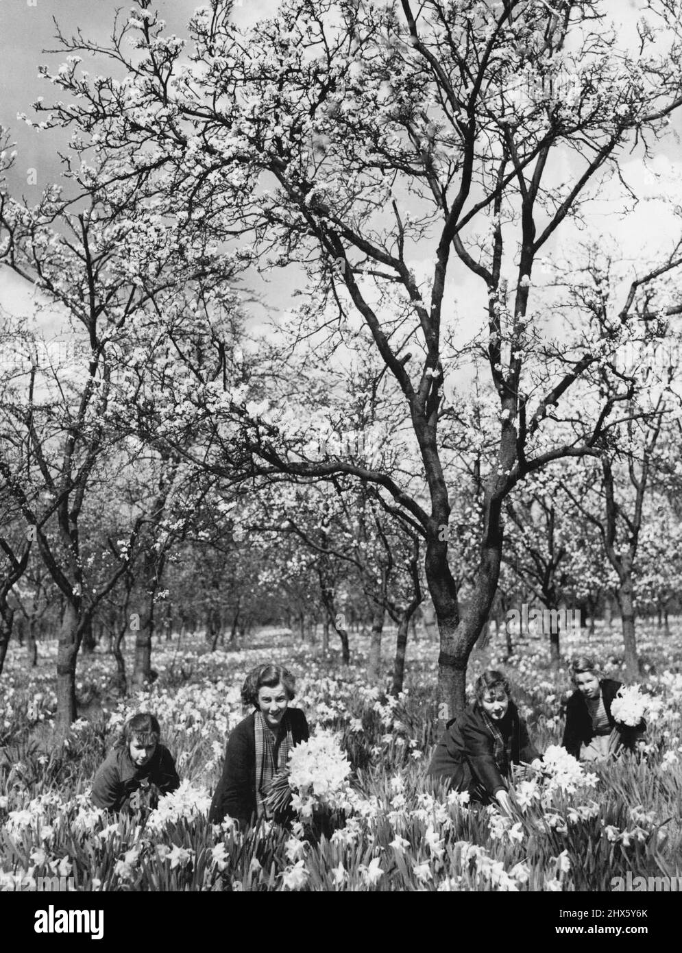 Pavimentate con oro con un tappeto dorato sotto e un baldacchino di fiore sopra, queste ragazze della scuola secondaria guadagnano soldi supplementari della tasca durante la vacanza della scuola selezionando i daffodils - hanno trovato la miscela ideale di affari e di piacere in Osterley Park Gardens, Middlesex. ***** ... La pura prodigalità dei narcisi selvaggi..." Aprile 05, 1950. (Foto di Reuterphoto) Foto Stock
