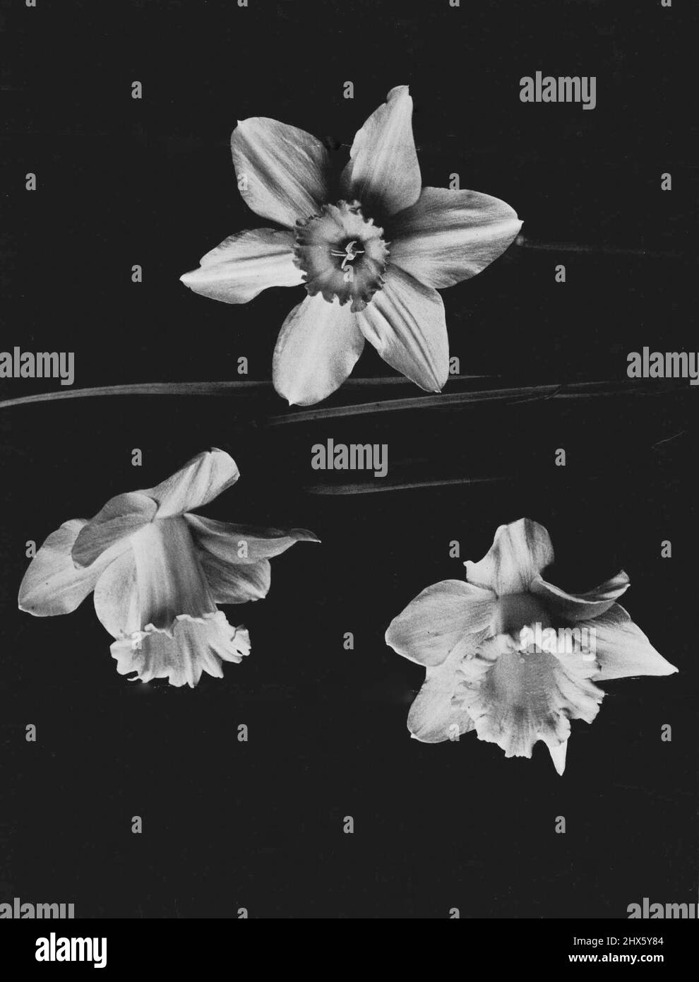 Pianta primavera-fioritura bulbi ora, e non omettere daffodils. Marzo 25, 1939. Foto Stock