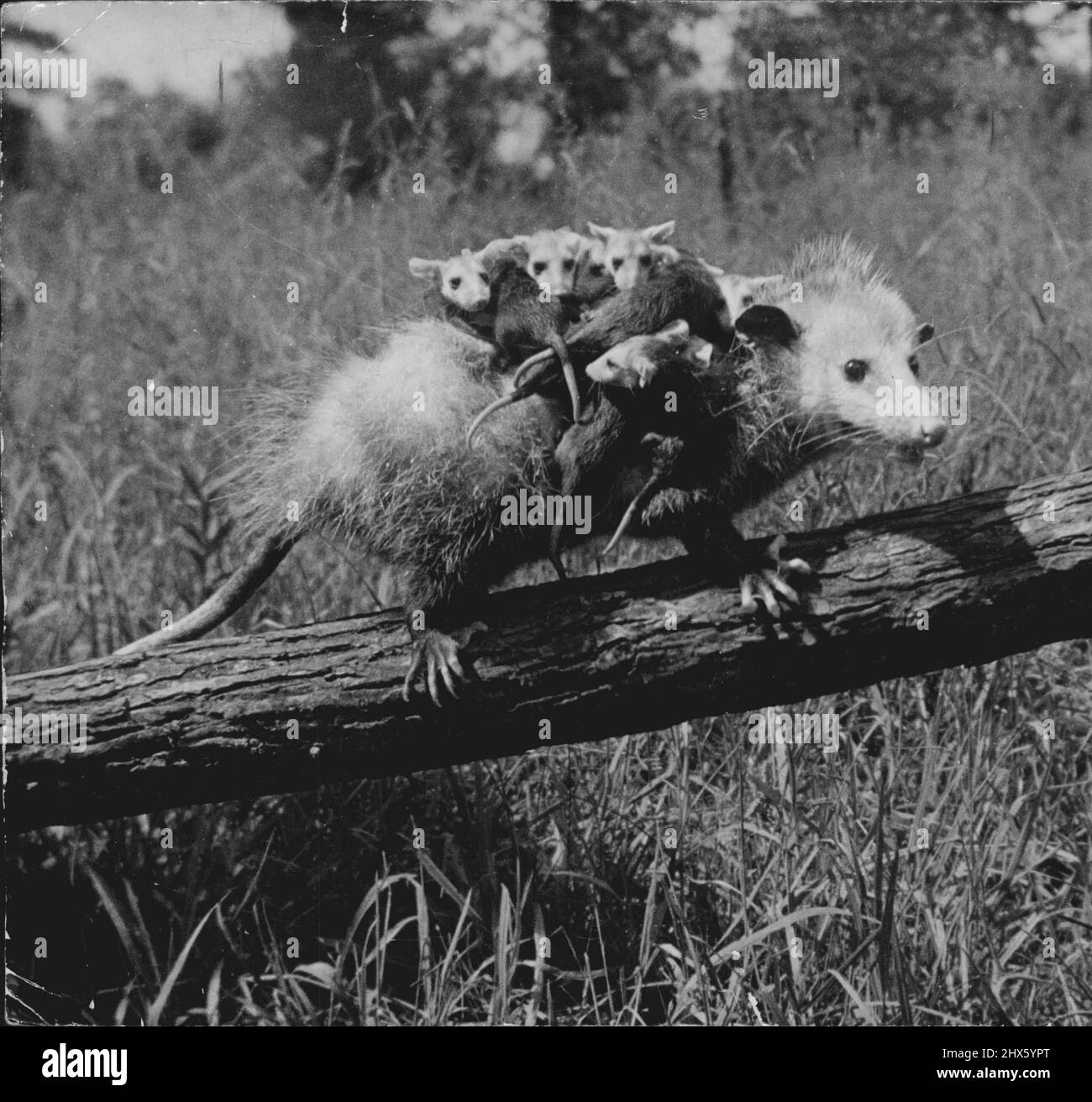 La nascita su un Opossum - l'Opossum è l'unico marsupiale o portatore di sacche dell'emisfero occidentale. Questa è la storia della nascita e dell'infanzia di una figliata di opossum, fotografata è Carolina del Sud. I giovani opossum hanno raggiunto le dimensioni di una bocca, di sei o sette settimane. Hanno lasciato il sacchetto ma ancora attaccano alla loro di una bocca. Hanno lasciato il sacchetto ma ancora aggrappato alla parte posteriore della loro madre per parecchie settimane, viaggiando dovunque può andare alla ricerca del cibo. Quando la madre pensa di essere Foto Stock