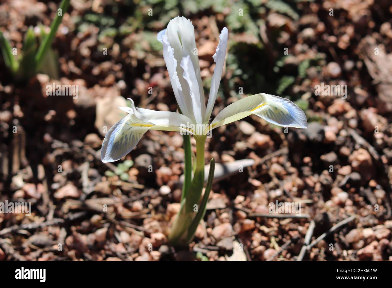 Primo piano di un'iride bianca nana o iris reticulata da un giardino a Payson, Arizona. Foto Stock