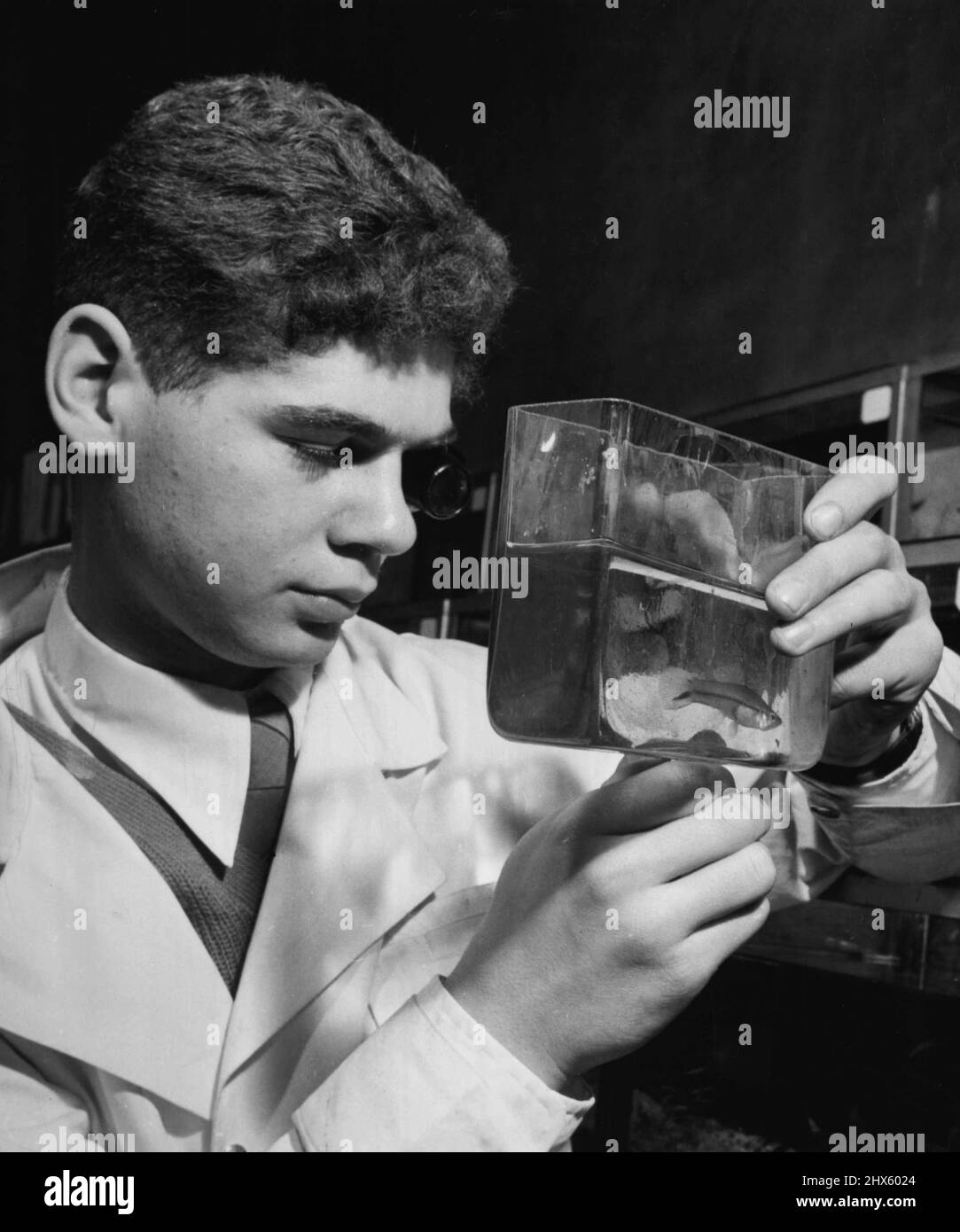 Guide non Campus (terzo di cinque) -- il maggiore della scienza Walter Vogl ha trascorso il suo periodo di studio presso il laboratorio di genetica della Società Zoologica N.Y. al Museo Americano di Storia Naturale. Giugno 04, 1951. (Foto di ACME).;non Campus Mentors (terzo di cinque) -- il maggiore della scienza Walter Vogl ha trascorso il suo periodo di studio sul campo al laboratorio di genetica della Società Zoologica N.Y. al Museo Americano di Storia Naturale. Foto Stock