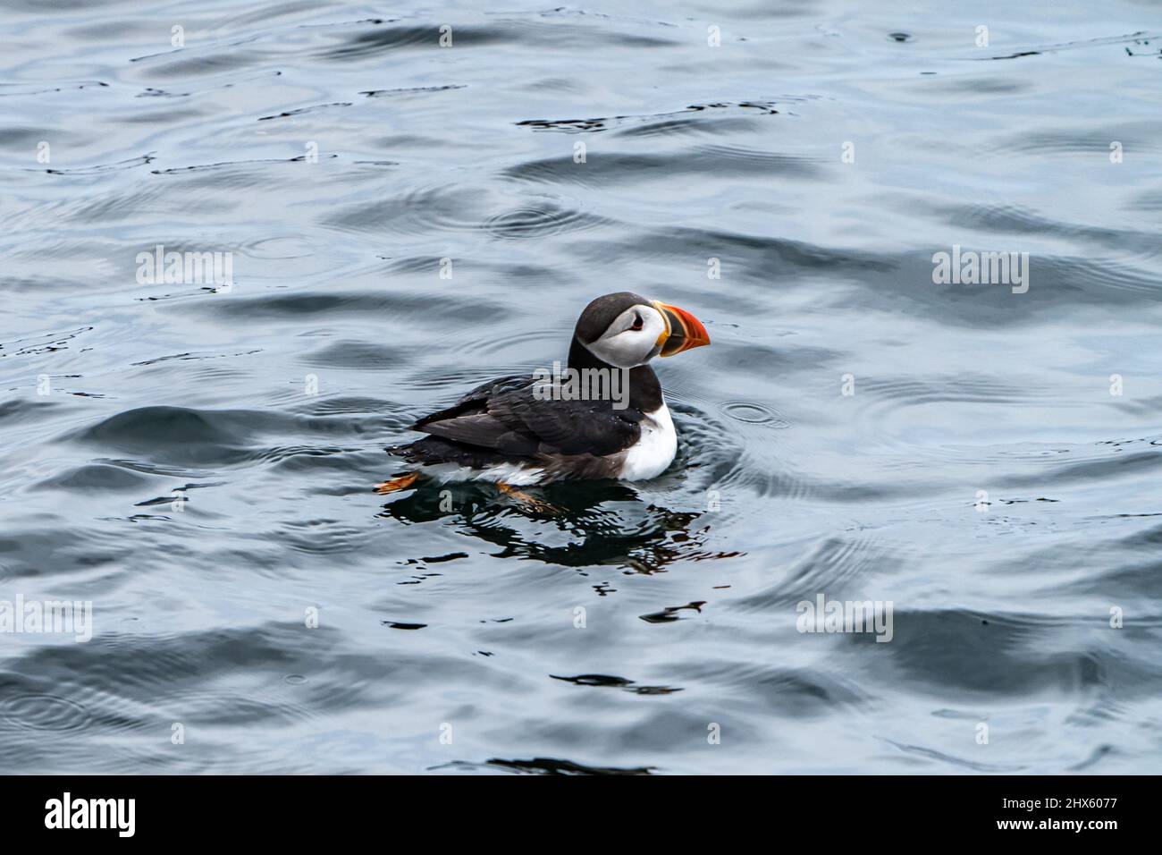 Un Puffin Atlantico (Fratercola arctica) nuota vicino a Egg Rock orientale al largo della costa di Boothbay Harbor, Maine. Foto Stock