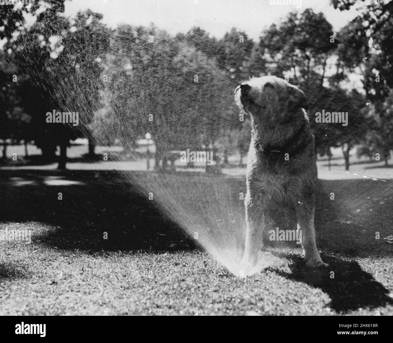 Wide Dog Monty, che ha raggiunto l'età di 18 anni, sapeva che l'acqua è la cosa migliore in una giornata calda, quindi si è fermato sopra un irrigatore e si è raffreddato piacevolmente. "La vita di un cane non è così male", Monty probabilmente pensava a se stesso. Gennaio 6, 1950. ;Wide Dog Monty, che ha raggiunto l'età di terra di 18 anni, sapeva che l'acqua è la cosa migliore in una giornata calda, quindi si è fermato sopra un irrigatore e si è raffreddato piacevolmente. "La vita di un cane non è così male", Monty probabilmente pensava a se stesso. Foto Stock