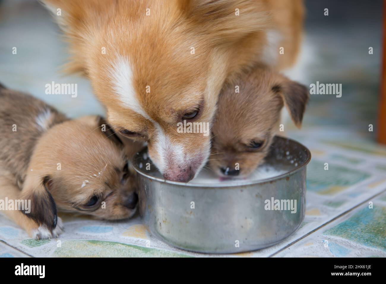 I cuccioli e il cane madre stanno nutrendo il loro latte al mattino. Foto Stock