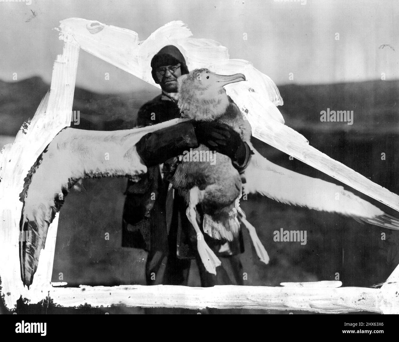 A Belle of Crozet: Dr. Ingram del B.A.N.Z. Il personale della spedizione antartica sta tenendo un albatross giovane e bonny catturato a Crozet Island. Il campione di undici mesi ha un'ala di dieci piedi e pesato 25 libbre. Febbraio 13, 1930. (Foto di Captain Frank Hurley, The Herald Feature Service). Foto Stock