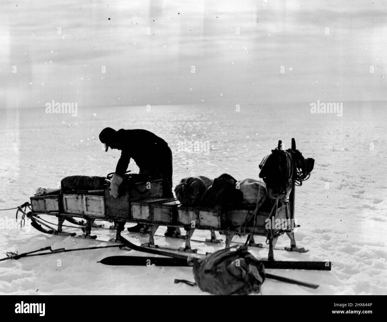 British Arctic Air Route Expedition: Scott caricando la sua slitta di sera in preparazione per viaggiare di notte quando il cappello di ghiaccio è più duro e migliore per viaggiare. Settembre 15, 1931. (Foto della British Arctic Air Route Expedition). Foto Stock