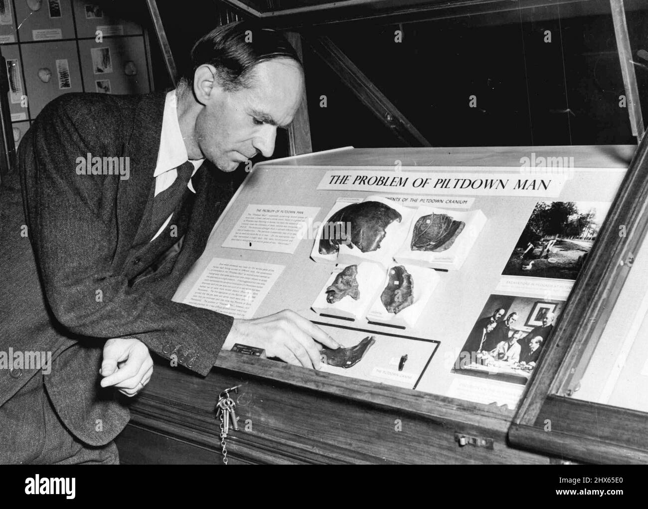 Status of Pilldown Man Defined -- l'uomo Pilldown forma l'oggetto di una mostra speciale che sarà aperta al pubblico domani al Natural History Museum, South Kensington, Londra. Comprende un unico caso contenente i frammenti originali dei denti del cranio e della mandibola inferiore, con una breve storia della loro scoperta e la testimonianza su cui si fonda l'interpretazione recentemente pubblicata delle reliquie di piltdown. Dicembre 02, 1953. (Foto per foto del contratto della posta giornaliera). Foto Stock
