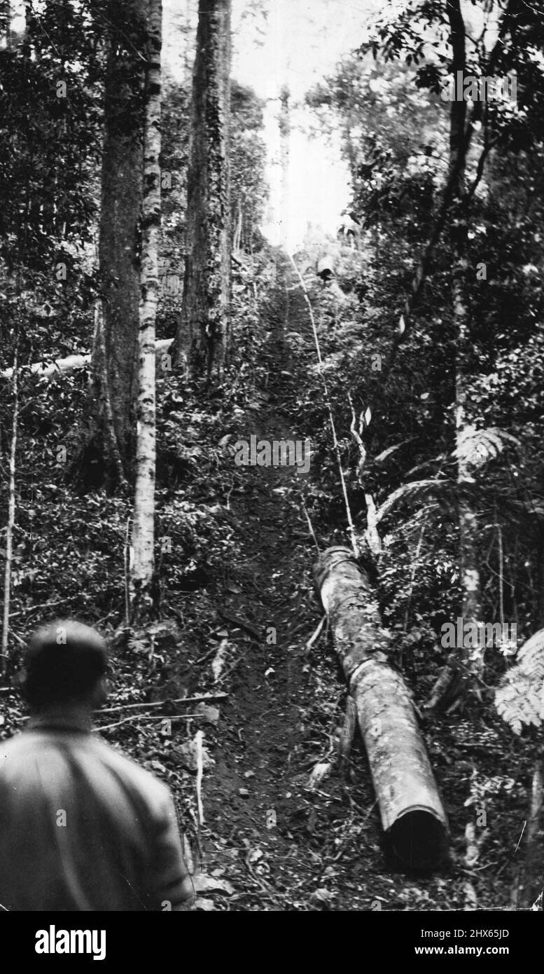 Legname come arrivare nel Dorrigo. - In questa particolare area dove sono state scattate le fotografie, gli enormi tronchi dopo l'abbattimento sono trasportati dalla foresta alla strada per mezzo di un cavo di acciaio pesante. Questo cavo di trasporto è azionato da un'unità di trasporto situata a circa un miglio di distanza dalla scena delle operazioni e viene utilizzato perché il paese è così ruvido che è necessario per il trasporto via cavo. Qui viene mostrato un ceppo gigante sul suo percorso collegato al cavo. Sta salendo su una pendenza di più difettoso di io in i Foto Stock