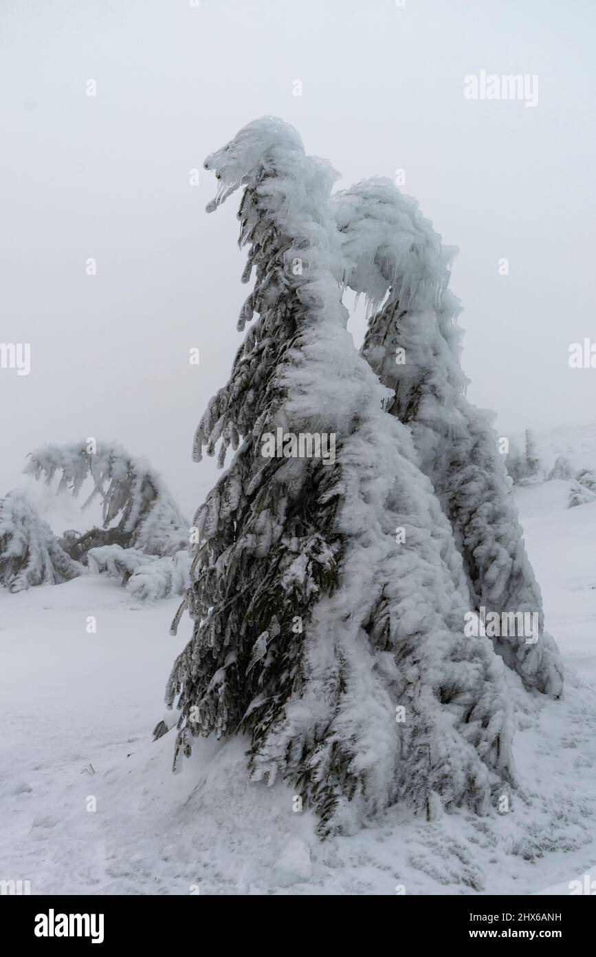 Bizzarre alberi innevati e ghiacciati nel paesaggio altruwordy sulla cima del monte Brocken in inverno, Harz National Park, Germania Foto Stock