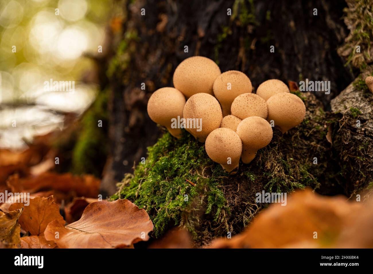 Grappolo di funghi di foresta a forma di sfera, probabilmente palle di pera (Apioperdon piryforme), su un tronco di albero coperto di muschio, Weser Uplands, Germania Foto Stock