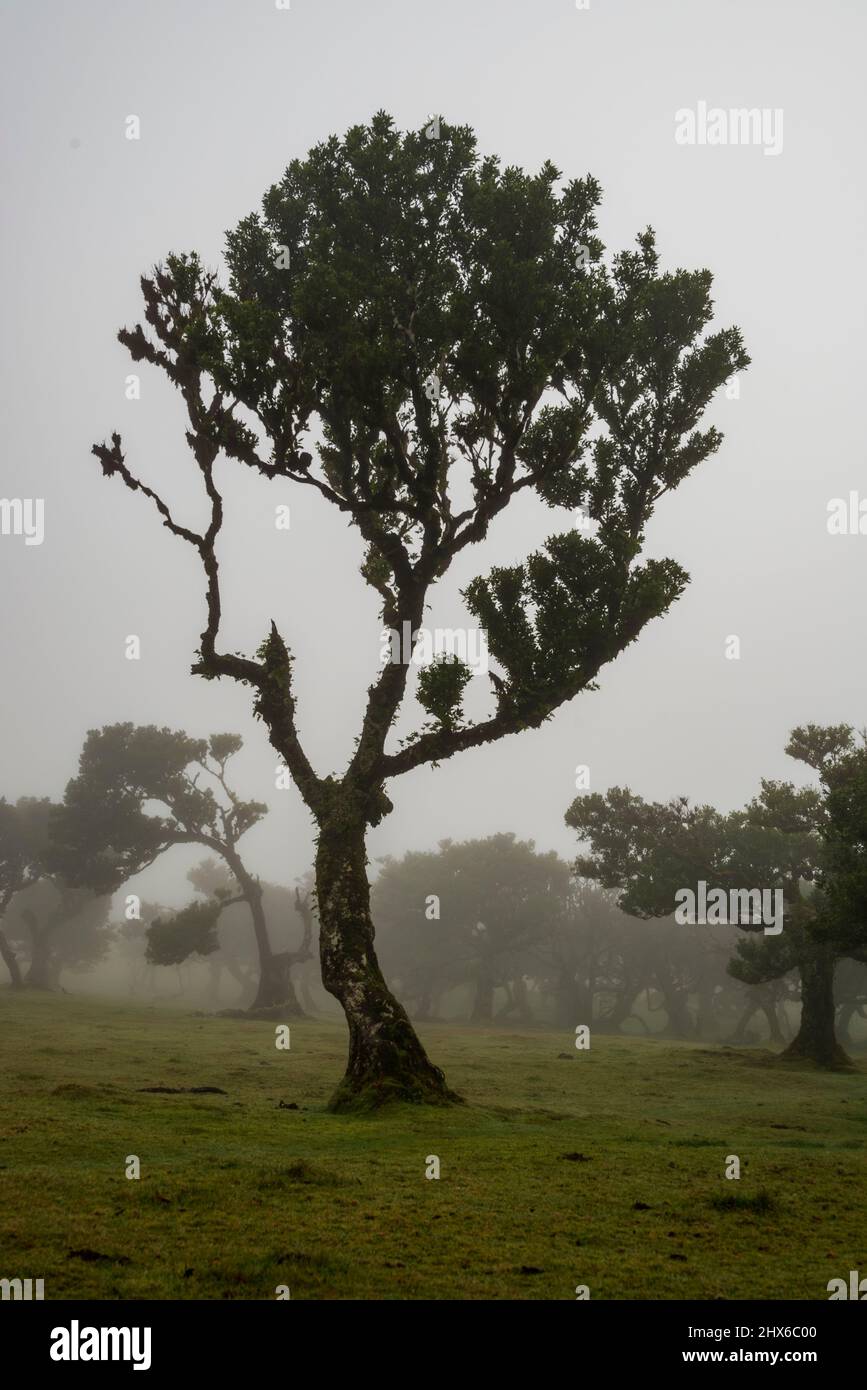 L'alloro di Stinkwood (Ocotea foetens), coperto di muschio e felce, nell'antica foresta di alloro di Fanal, Madeira, Riserva Naturale Laurissilva Foto Stock