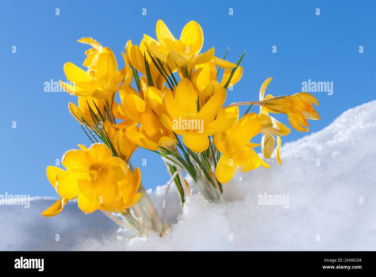 La molla Crocus, Vårkrokus (crocus vernus) Foto Stock