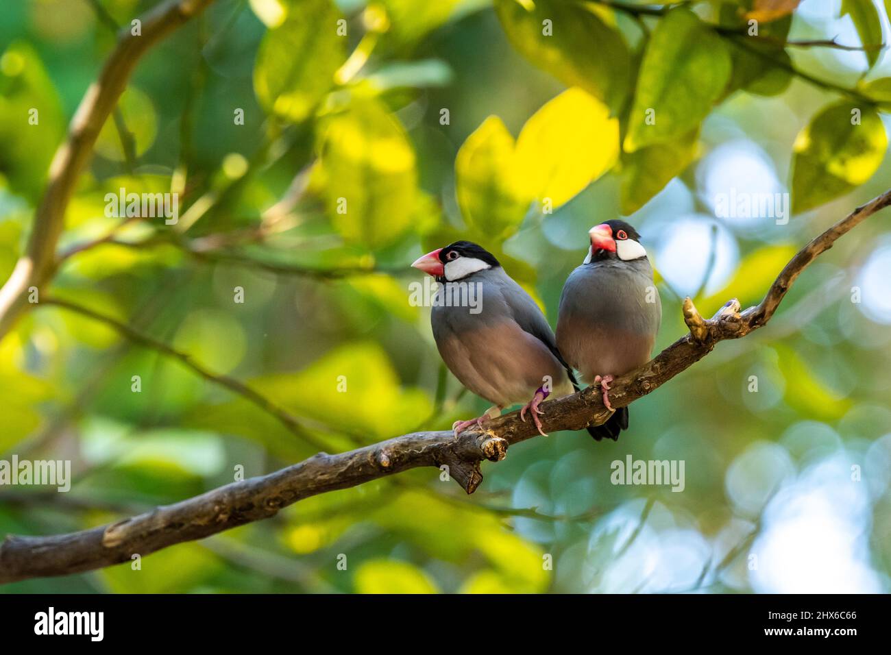 Due piccoli Java Sparrow a Tucson, Arizona Foto Stock