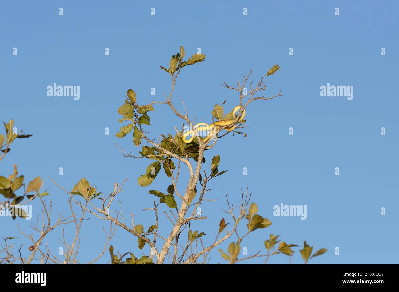 Il serpente dell'albero verde anche conosciuto come serpente dell'albero verde comune è un serpente non venomous bello trovato nell'Australia settentrionale ed orientale Foto Stock