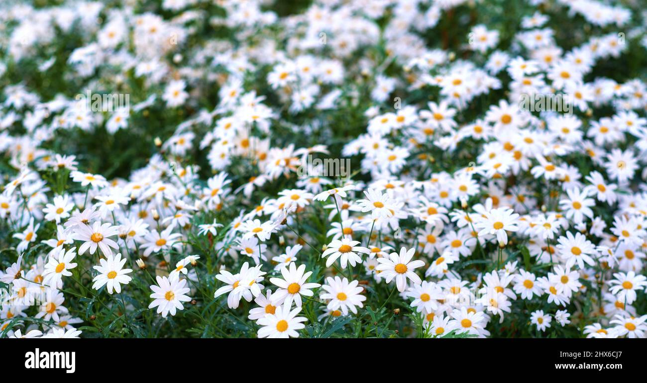 Daisy - Marguerite. Foto del giardino - la bella Daisy - Marguerite. Foto Stock