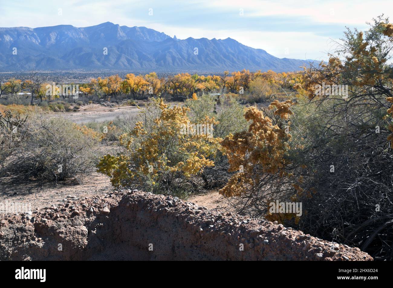 Tradizionale Adobe Wall con vista sugli alberi di cottonwood caduta lungo il Rio Grande in New Mexico. Foto Stock