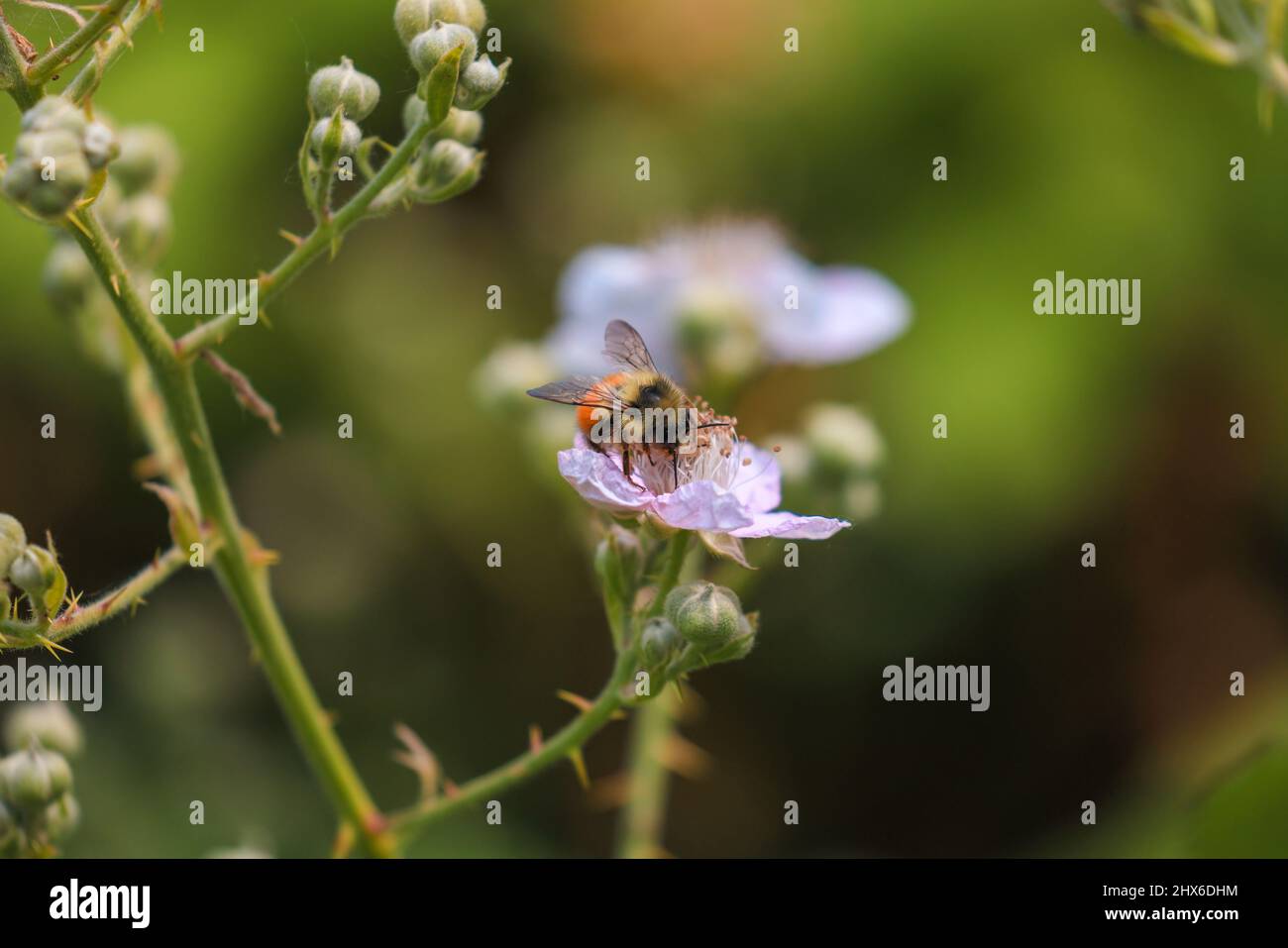 piccola ape arancione seduta in fiore di bacche rosa Foto Stock