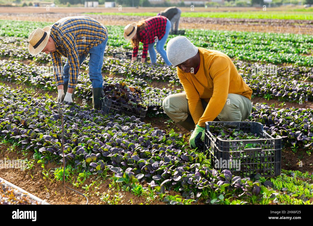 Impiegato assunto che raccoglie gli spinaci rossi in giardino Foto Stock