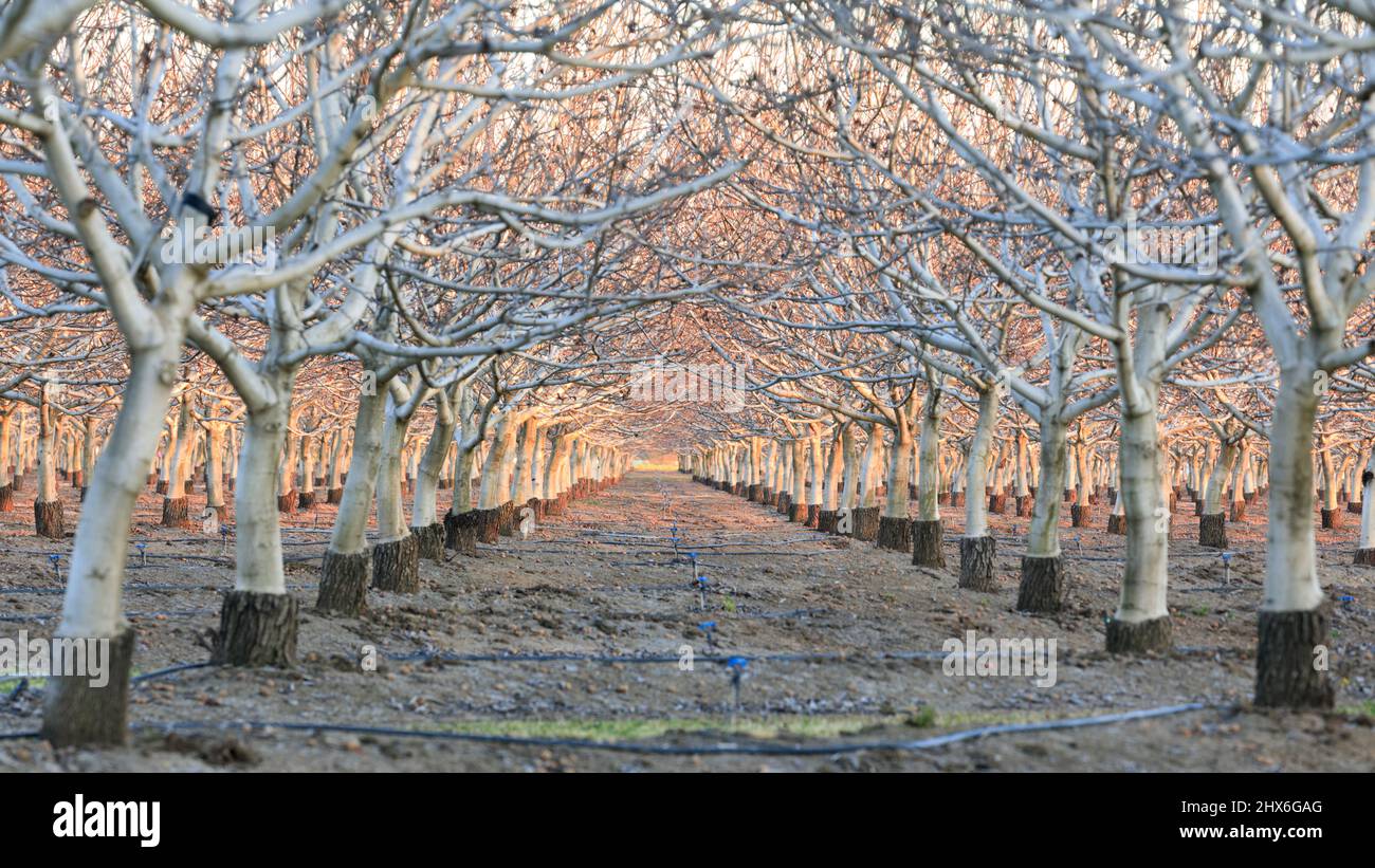 Tramonto sul frutteto di noci. Winters, Yolo County, California, USA. Foto Stock