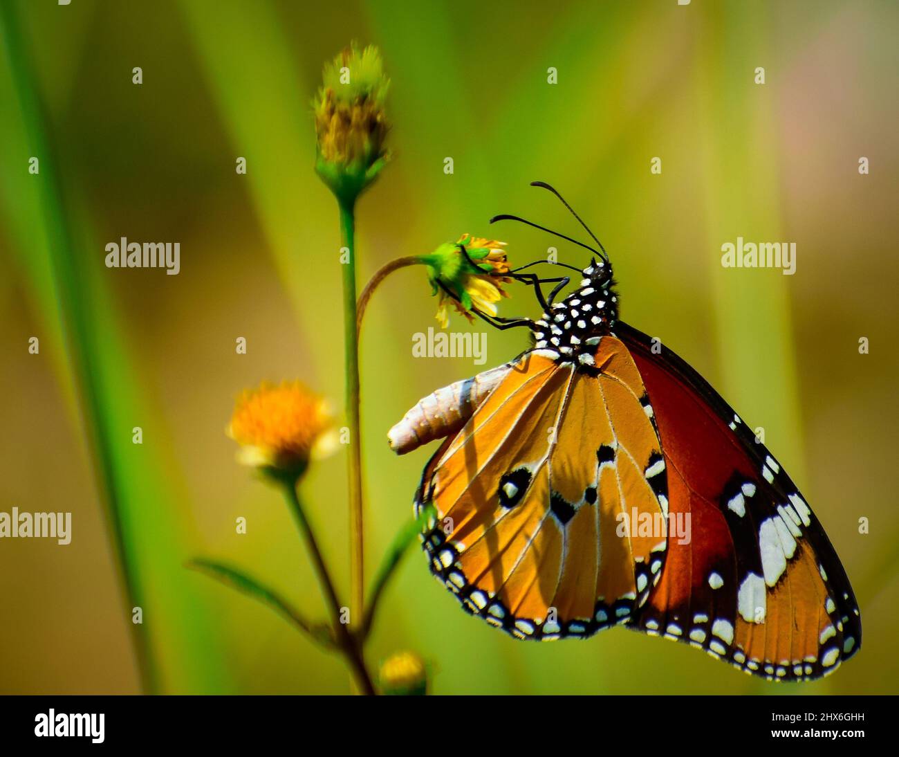 Magnifica farfalla sul fiore . danaus chrysippus pianura tigre farfalla. Foto Stock