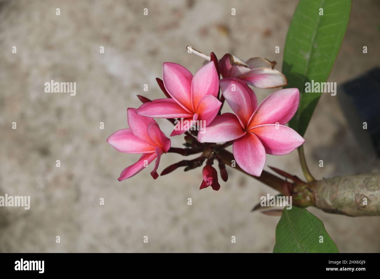 Belle plumerias , in Bangladesh comunemente noto come kath golap. Questo è un mix di colore rosso, rosa, bianco, giallo è visibile qui . Foto Stock